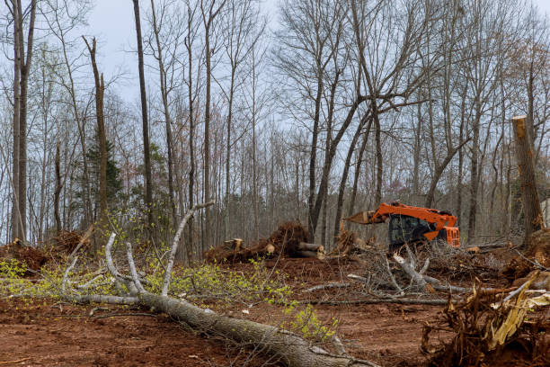 Best Tree and Shrub Care  in Del Monte Forest, CA