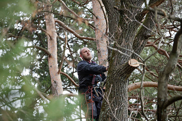 How Our Tree Care Process Works  in  Del Monte Forest, CA